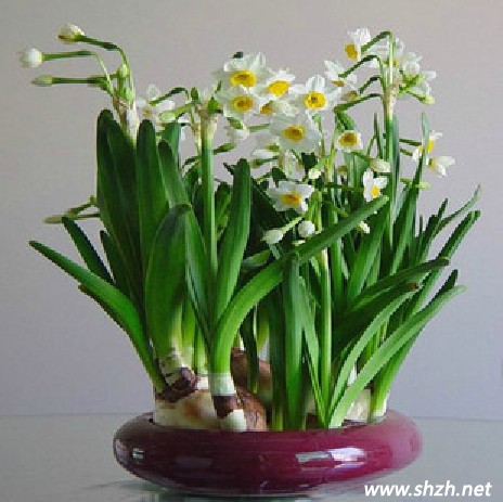 玄關(guān)植物風水